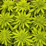 G13 Haze