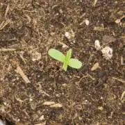 Jack Herer F2-Generation