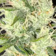 Jack Herer F2-Generation