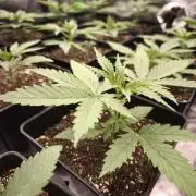 G13 Haze