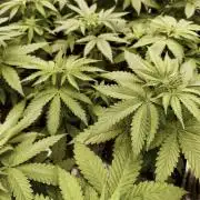 G13 Haze