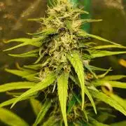 Jack Herer F2-Generation