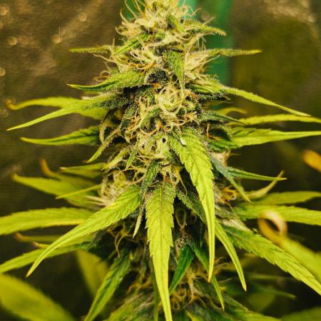 Jack Herer F2-Generation