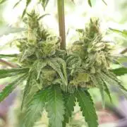 G13 Haze