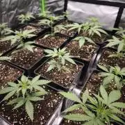 Jack Herer F2-Generation