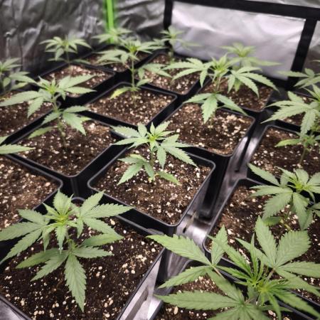 Jack Herer F2-Generation