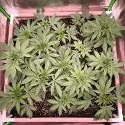 Green House Seed Co. Blind Drop