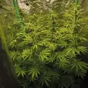 Jack Herer F2-Generation