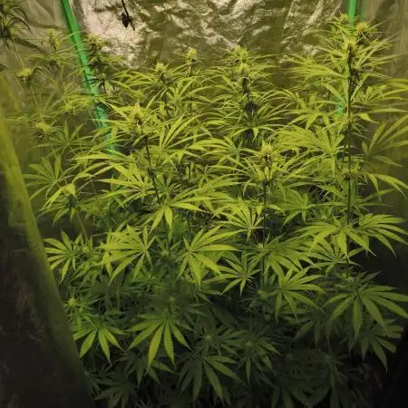 Jack Herer F2-Generation