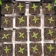 Jack Herer F2-Generation