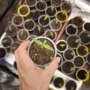 Jack Herer F2-Generation