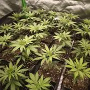 Jack Herer F2-Generation