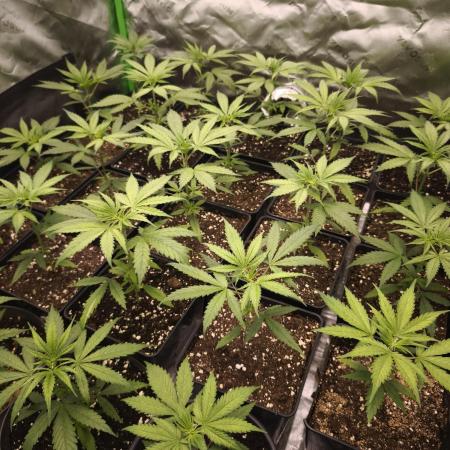 Jack Herer F2-Generation