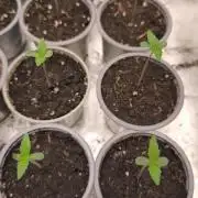 G13 Haze