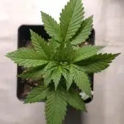 Dutch Passion Growing Competition 2026