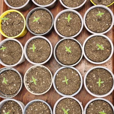 Jack Herer F2-Generation