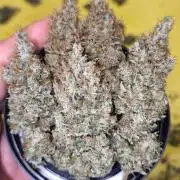 G13 Haze