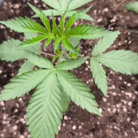 Green House Seed Co. Blind Drop