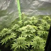 G13 Haze