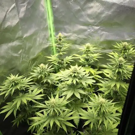 G13 Haze