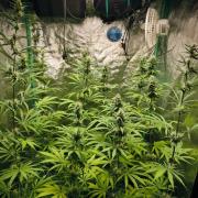 Jack Herer F2-Generation