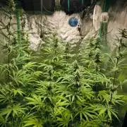 Jack Herer F2-Generation