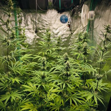 Jack Herer F2-Generation