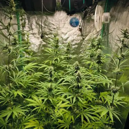 Jack Herer F2-Generation
