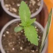 Green House Seed Co. Blind Drop