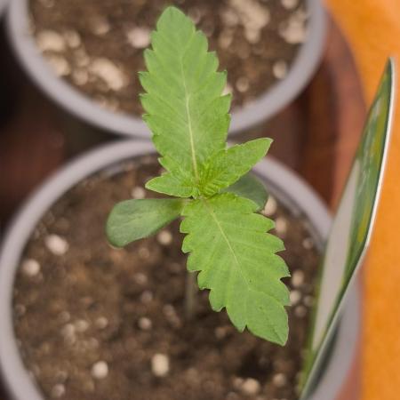 Green House Seed Co. Blind Drop