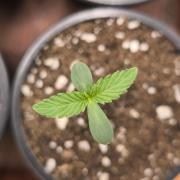 Dutch Passion Growing Competition 2026