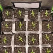 Jack Herer F2-Generation