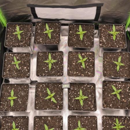 Jack Herer F2-Generation