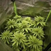G13 Haze