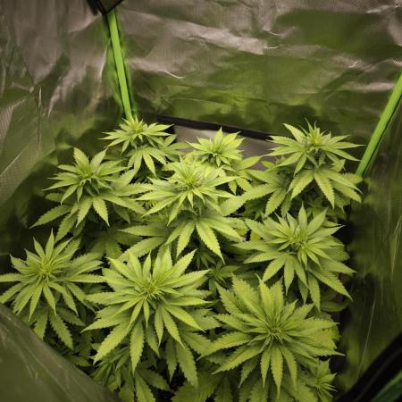 G13 Haze