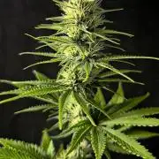 G13 Haze