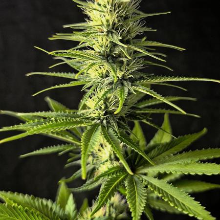 G13 Haze