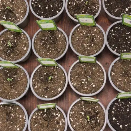 Green House Seed Co. Blind Drop