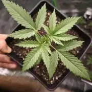 G13 Haze