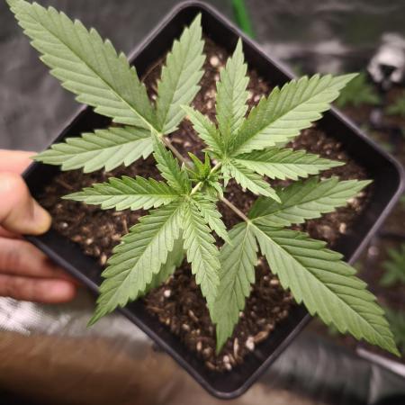 G13 Haze