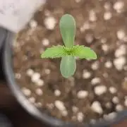 Dutch Passion Growing Competition 2026