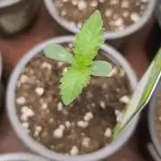 Green House Seed Co. Blind Drop