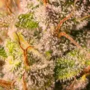 G13 Haze
