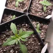 Dutch Passion Growing Competition 2026