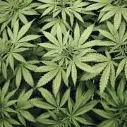 Jack Herer F2-Generation