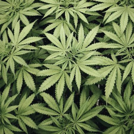 Jack Herer F2-Generation