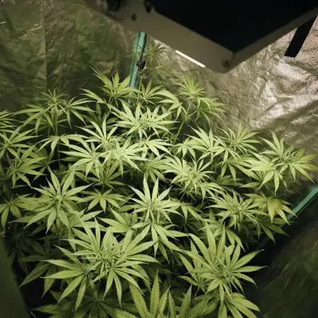 Jack Herer F2-Generation