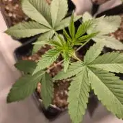 Dutch Passion Growing Competition 2026