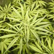 Jack Herer F2-Generation