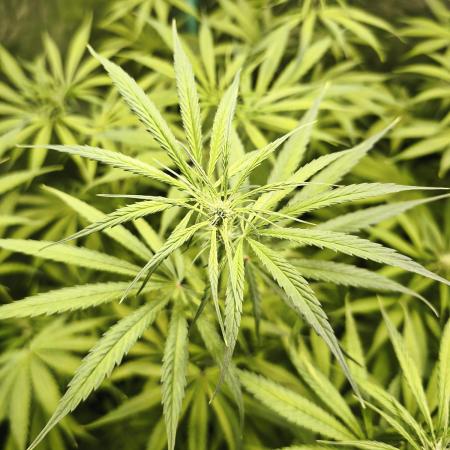 Jack Herer F2-Generation